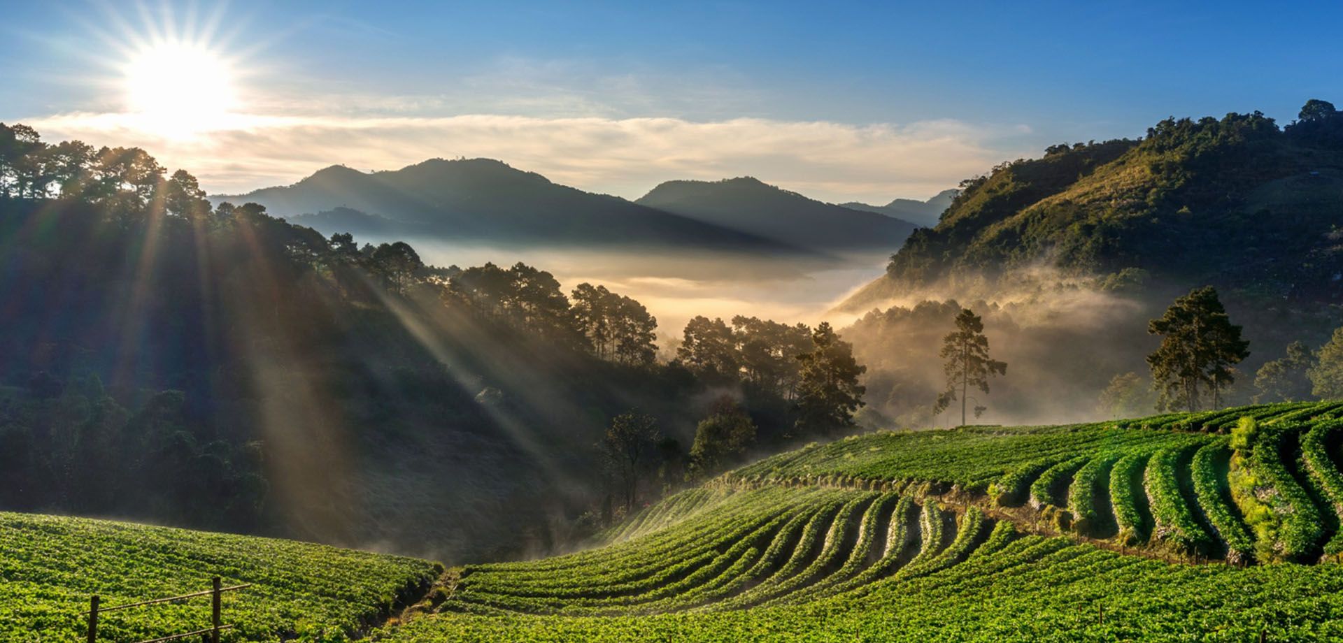Stunning sunrise view from tea plantation hilltop