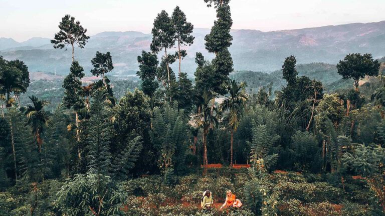 Aerial view of a guest learning to pluck tea from a local tea plucker in Sri Lanka