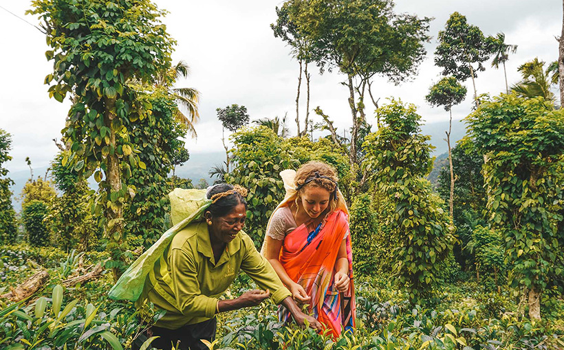 Guest experiencing tea plucking