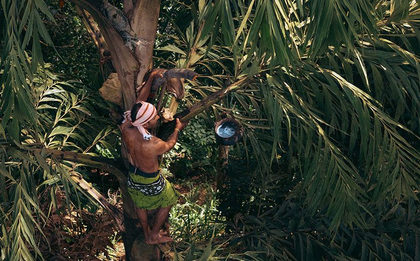 Toddy tapping process by local tapper at Aarunya Nature Resort
