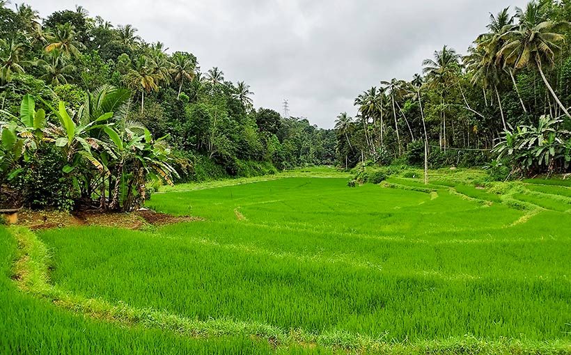 Paddy feild at Aarunya Nature Resort 