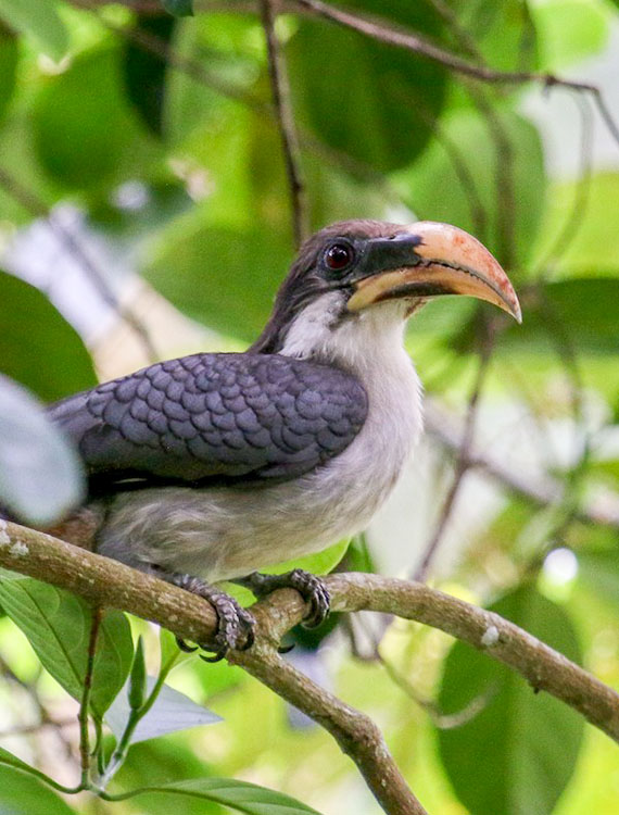 Sri Lanka grey hornbill in Aarunya’s avian paradise