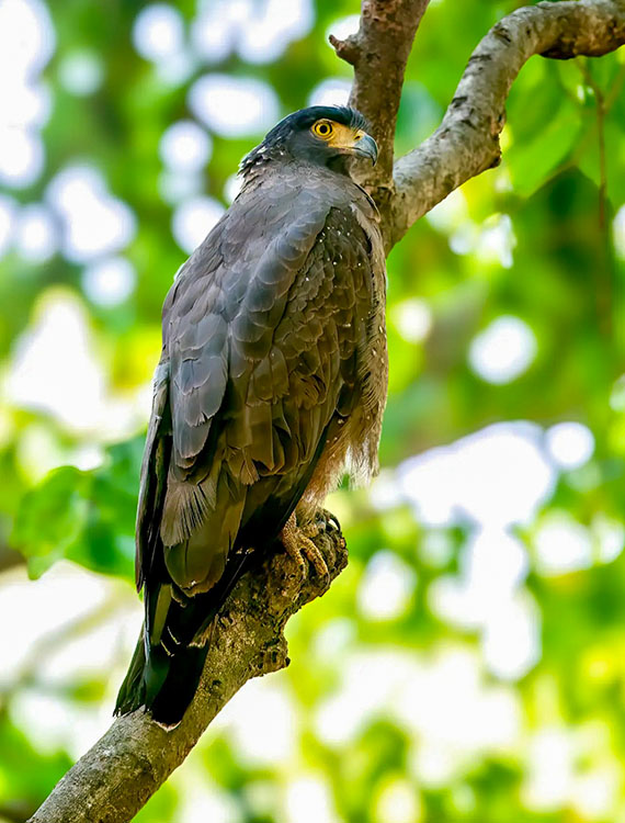 Hawk eagle captured in Aarunya’s avian paradise