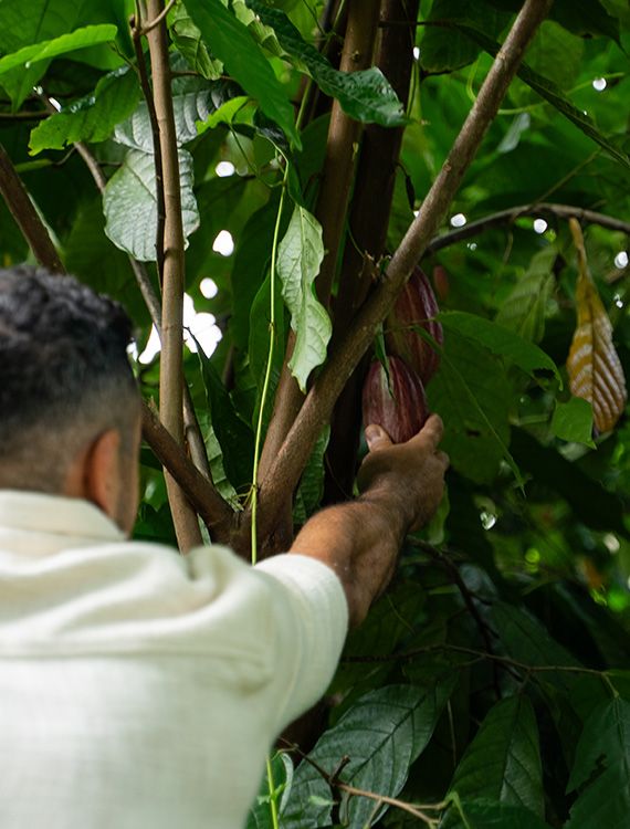 Guest harvesting cocoa pods at Aarunya Nature Resort