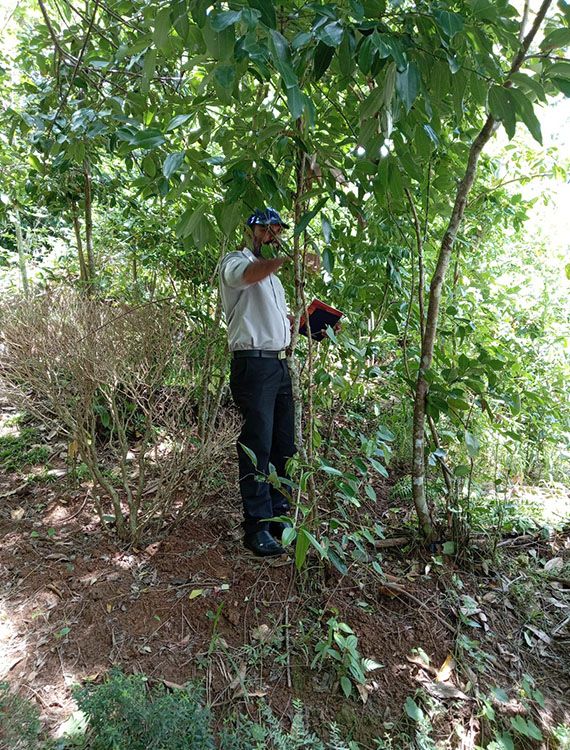 Cinnamon peeling sight visit at Aarunya Estate