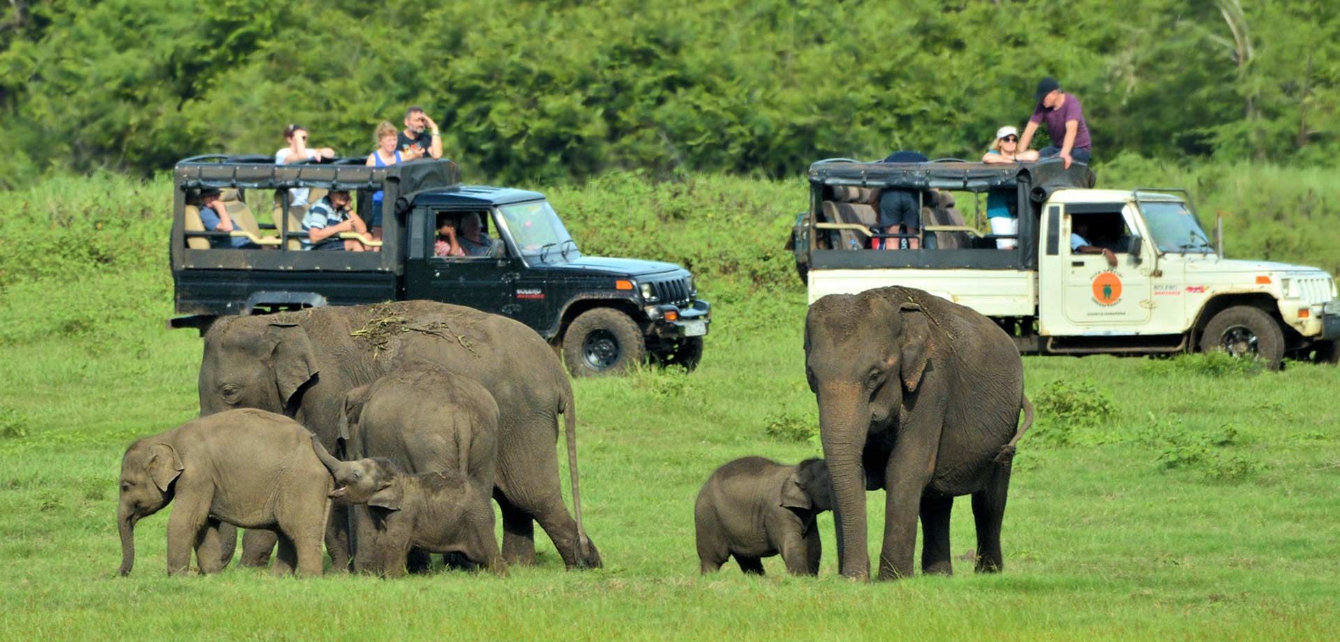 Safari guests in two jeeps watching elephants at Minneriya National Park