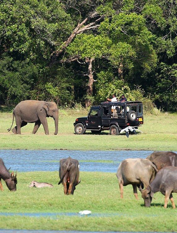 Guests in a jeep watching elephants and wildlife at Minneriya National Park
