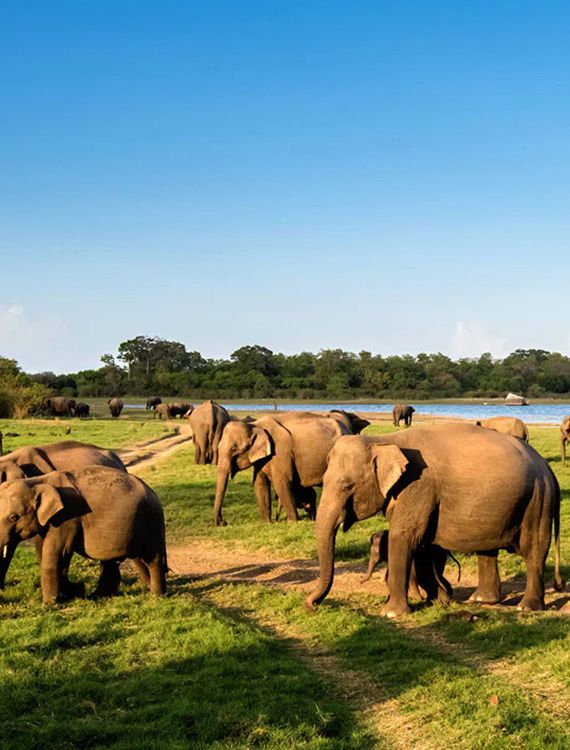 Group of elephants in Minneriya National Park
