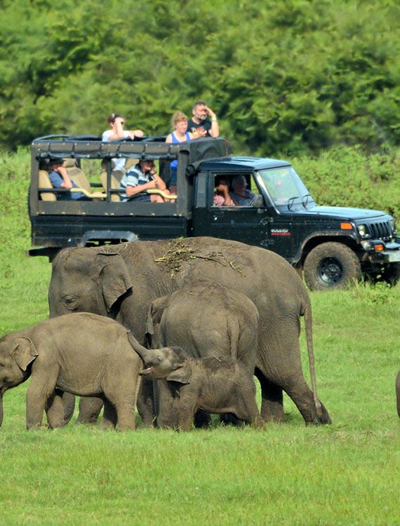 Safari guests in a jeep watching elephants at Minneriya National Park