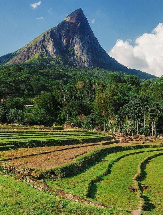 Scenic view of Lakegala mountain surrounded by lush Meemura paddy fields in Kandy