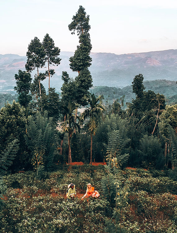 Guest learning tea plucking from a local plucker, Sri Lanka