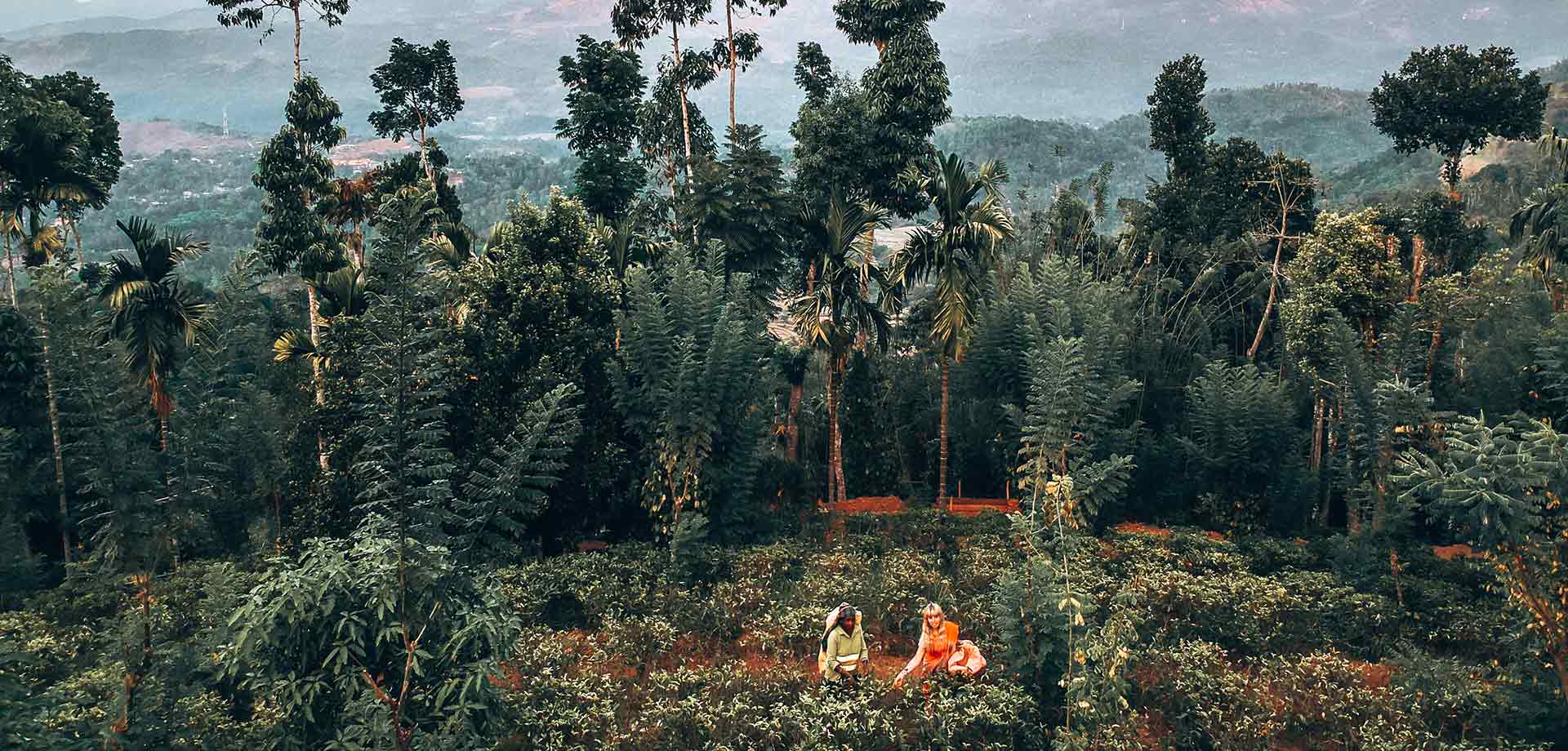 Guest learning tea plucking from a local plucker, Sri Lanka
